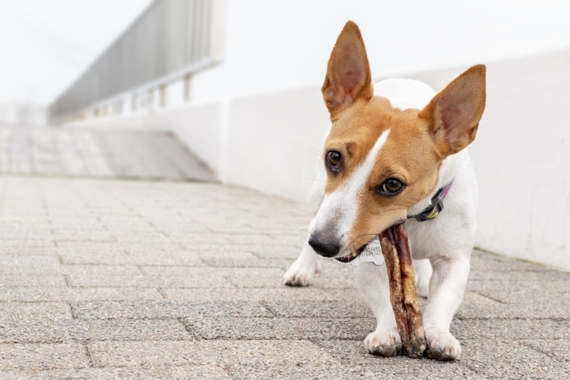 Neugieriger Hund mit Stöckchen